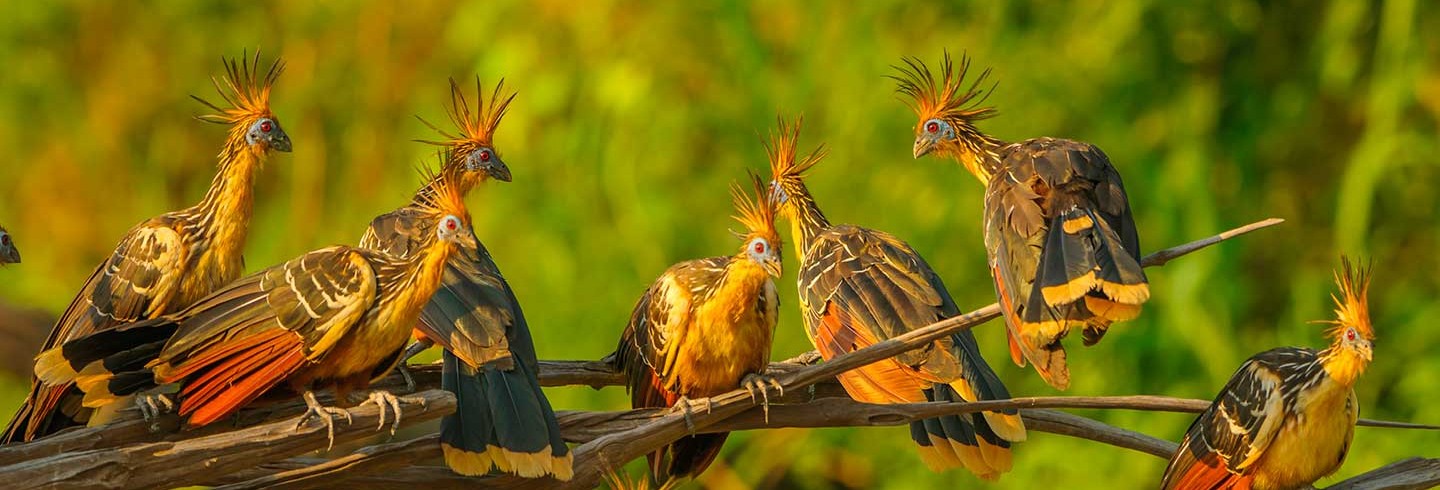 Entra en contacto con la Amazonia en la Reserva Mamirauá